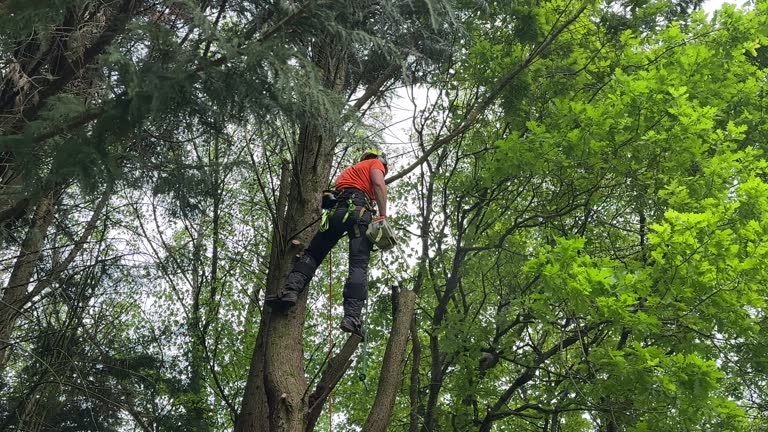 Trusted Tuolumne City, CA Tree Removal and Landscaping Services Experts